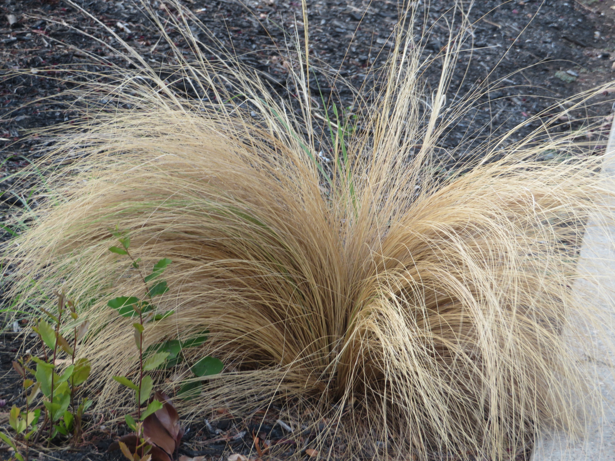 Trump - We will overcomb