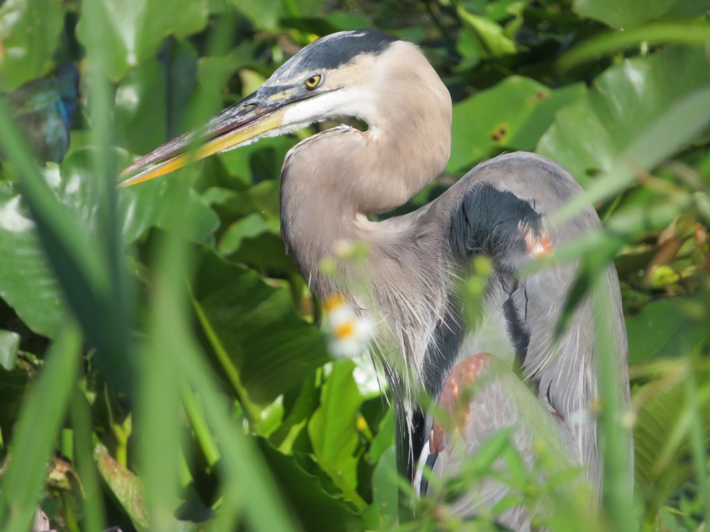 Great Blue Heron